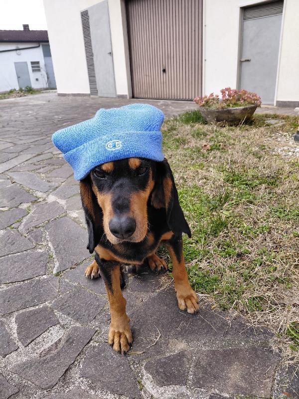 GHOST SEGUGIO DA PET THERAPY Foto 2